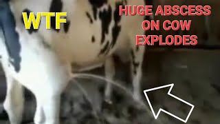 Huge abscess on cow explodes warning graphic footage abscess cyst [upl. by Chelsae]