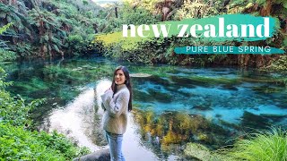 Pristine Blue Spring Putaruru amp Cambridge in WAIKATO New Zealand  NORTH ISLAND NZ TRAVEL VLOG 15 [upl. by Renault587]