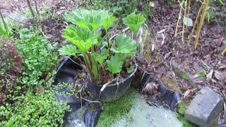 Hardy Jungle Like Perennial Gunnera manicata [upl. by Hearsh]