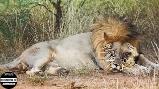 ¿qué Sucede Cuando Un León Herido Arriesga Su Vida Para Atacar A Un Erizo  Documental De Animales [upl. by Tifanie]