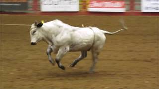 Fort Worth Stockyards Championship Rodeo Cowtown Coliseum [upl. by Corvese]