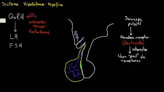 Secreção e regulação de GnRH FSH e LH [upl. by Laetitia]