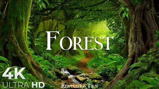 Forest 4K • Nature Relaxation Film • Peaceful Relaxing Music • 4k Video UltraHD [upl. by Riorsson]