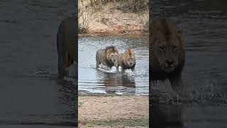 Two large male lions crossing the Sabie River at Lower Sabie Camp with B1 Photo SAfaris [upl. by Sol79]