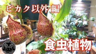 【食虫植物】最近 ハマッているネペンテスとかご紹介してみた🌱 [upl. by Aicenra]