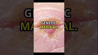 quotMeiosis vs Mitosis Key Differences Explainedquot [upl. by Kcirrag]