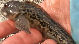 Catching My First Blenny Not The Biggest Fish In The Sea [upl. by Stelle]