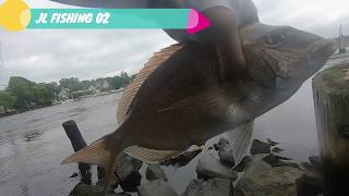 PESCA DE Striped bass y porgy en providence en Rhode Island [upl. by Petty507]