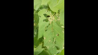 Cotton Worms armyworm and spottedworm of cotton [upl. by Nnaitsirhc]