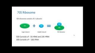 Ribosome  Types Function and the Difference between 70S amp 80S Ribosome [upl. by Eikcir]