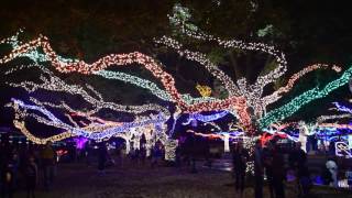 Houston Zoo Lights Carol Of The Bells Holiday Light Show [upl. by Zeralda199]