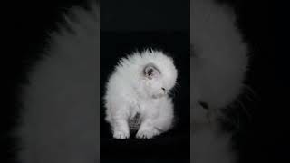 Ragdoll Baby Kitten ragdolls ragdollkittens ragdollshorts [upl. by Arok201]