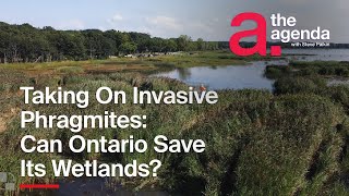 Can Ontario Stop Invasive Phragmites Chokehold on Wetlands ONsite [upl. by Anirhtak]