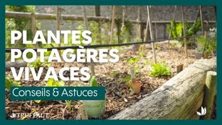 Les plantes vivaces potagères  variétés et entretien  Truffaut [upl. by Yeclek467]