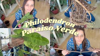 Philodendron Paraiso Verde 🌿 Care Guide for good variegation  Potting Up  Stake [upl. by Sidky]