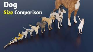 Dog Size Comparison animals animation [upl. by Lorn581]