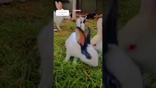 How To Look After Rabbits Please subscribe rabbit cute pets bunny viral shorts viralshorts [upl. by Asiul]