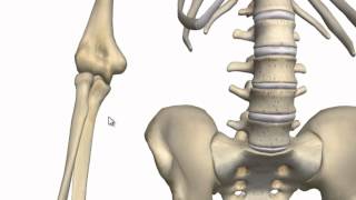 Elbow Joint  3D Anatomy Tutorial [upl. by Ling987]