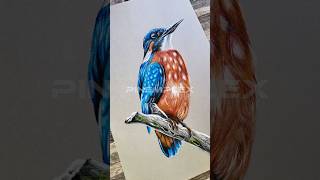 Beautiful bird 🐦 Kingfisher drawing shorts viralvideo youtubeshorts art [upl. by Anastice804]