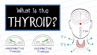 What is Thyroid Disease HealthSketch [upl. by Ibson]