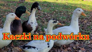 Kaczki na podwórku  odgłosy kaczek [upl. by Jacinthe]