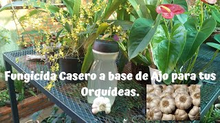 Fungicida a base de Ajo para tus orquídeas [upl. by Rehpotsirhc]