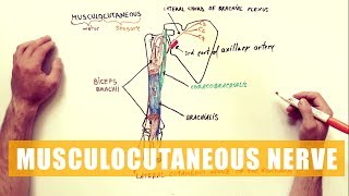 Musculocutaneous Nerve  Anatomy Diagram [upl. by Huoh605]