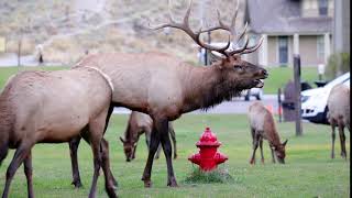 Bull Elk Bugle at Mammoth Hot Springs in Yellowstone [upl. by Rasaec]