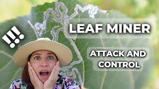 How to Deal With Leaf Miner 6 Ways to Prevent Infestation [upl. by Hayyim413]