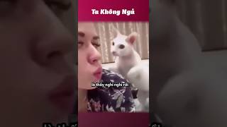 Mấy con mèo máy giặt 😂 takhongngu [upl. by Balcer941]