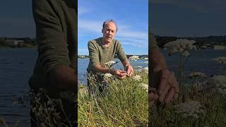 Wild Carrot daucus carota 🥕 meadows permaculture nature adventure explore grasslands [upl. by Nnaer149]