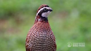 Northern Bobwhite [upl. by Minoru]