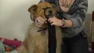 How to Make a Dog Muzzle Out of Panty Hose  How to Domesticate Your Dog [upl. by Fernas]