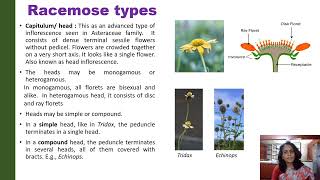 Types of Inflorescence [upl. by Sivaj]