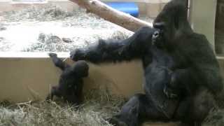 Baby Gorilla Jumps Down Trying To Impress Dad [upl. by Acire]