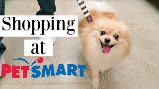 POMERANIAN GOES SHOPPING AT PETSMART Dog Haul Toys treats amp clothes [upl. by Ario912]