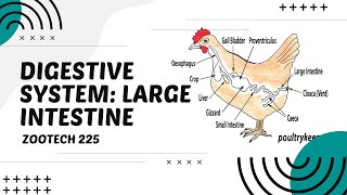 POULTRY 1  Digestive System of Chickens The Large Intestine  Module 195 Student Output [upl. by Eiramacissej]