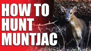 How to Hunt Muntjac [upl. by Harland]