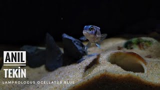 Lamprologus Ocellatus Blue [upl. by Sigfried]