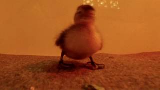 First Madagascar pochard duckling called Voalonany hatched  WWT [upl. by Dlorrej]