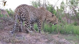 Male Leopard ROAR [upl. by Dlawso]