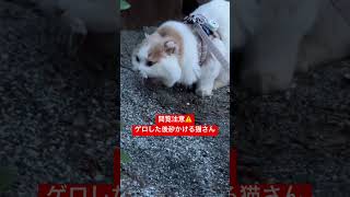 【閲覧注意】毛玉を吐く猫、砂をかけるが笑 スコティッシュフォールド 嘔吐 [upl. by Uba571]