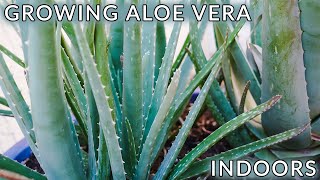 GROWING ALOE VERA INDOORS 5 REASONS YOU MAY BE HAVING PROBLEMS  JoyUsGarden [upl. by Lemal314]