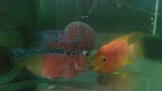 flowerhorn fish breeding time just for show only jadhav fish aquarium [upl. by Blackmore]