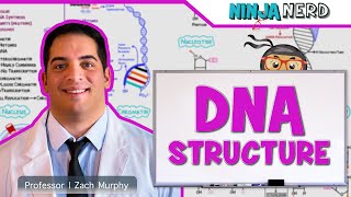 Cell Biology  DNA Structure amp Organization 🧬 [upl. by Ynnaej]