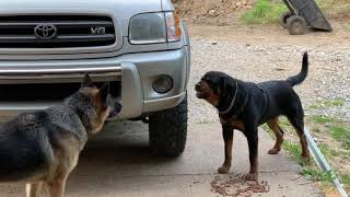 Aggressive one year old rottweiler challenges alpha German Shepherd [upl. by Vaientina]