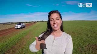 FieldView™ TV Como funciona o suporte FieldView™  Ep 28 [upl. by Him]