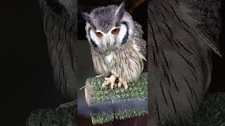 WhiteFaced Scops Owl [upl. by Moberg]