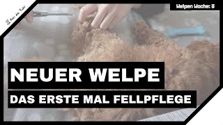 Fellpflege Pudel Welpe  Hund das erste Mal Pfoten schneiden amp bürsten  Zwergpudel Welpe Moki [upl. by Yager]