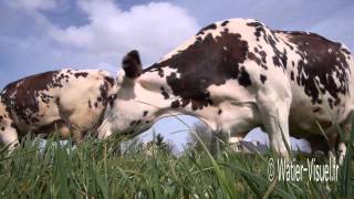 Troupeau de vaches laitières Normandes en pâture sur prairie [upl. by Keligot234]